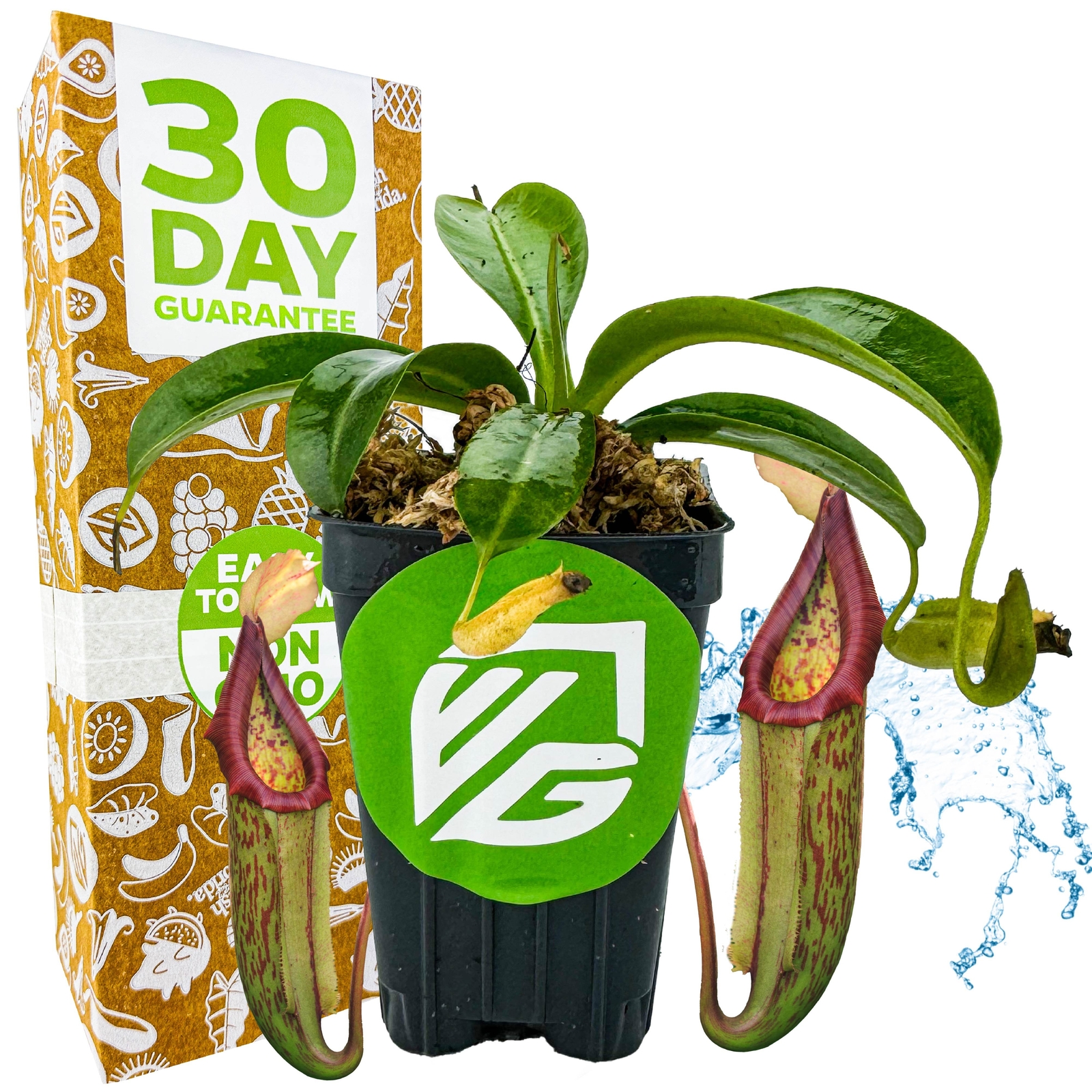 Miranda Carnivorous Pitcher Plant – Nepenthes miranda