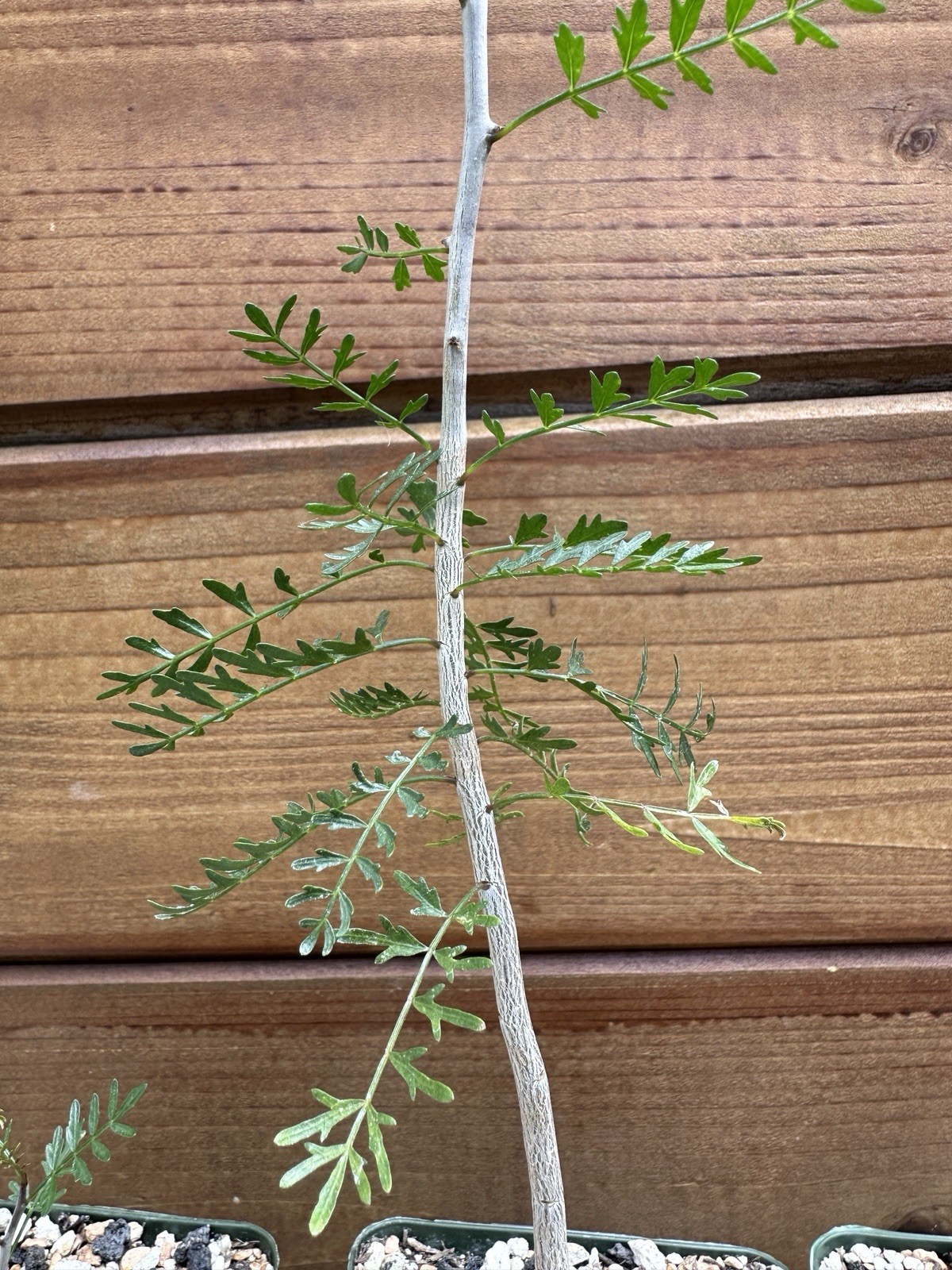 Bursera microphylla – Elephant Tree – Live Rare Succulent Plant