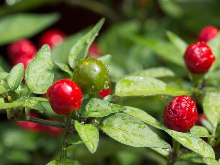 20 Classic Fresh Hot Chiltepin Premium Pepper Seeds-A 19