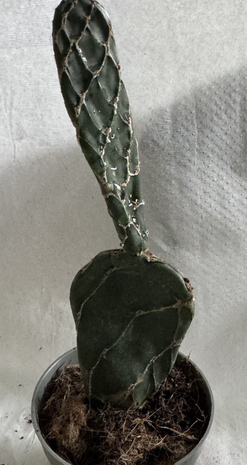 Rare Succulent Opuntia zebrina (Cobra) Live Succulents 5-6’ In Small Plastic Pot