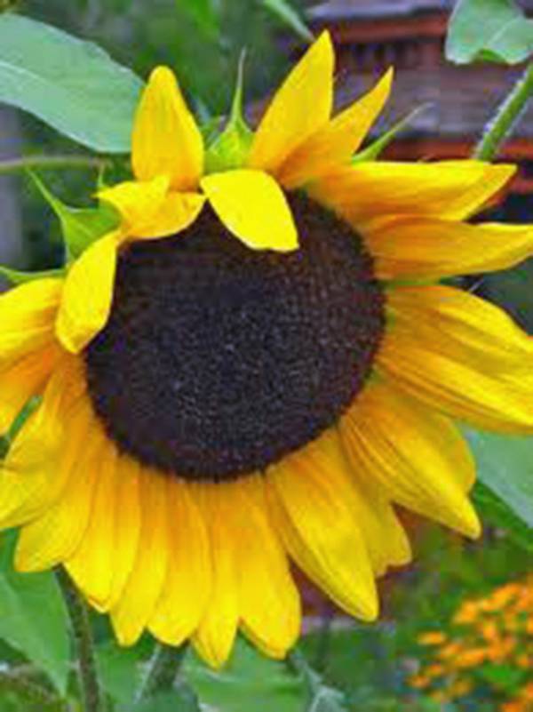 GOLDEN SUNFLOWERS 500 SEEDS NEWLY HARVESTED, THE CLASSIC SUNFLOWER