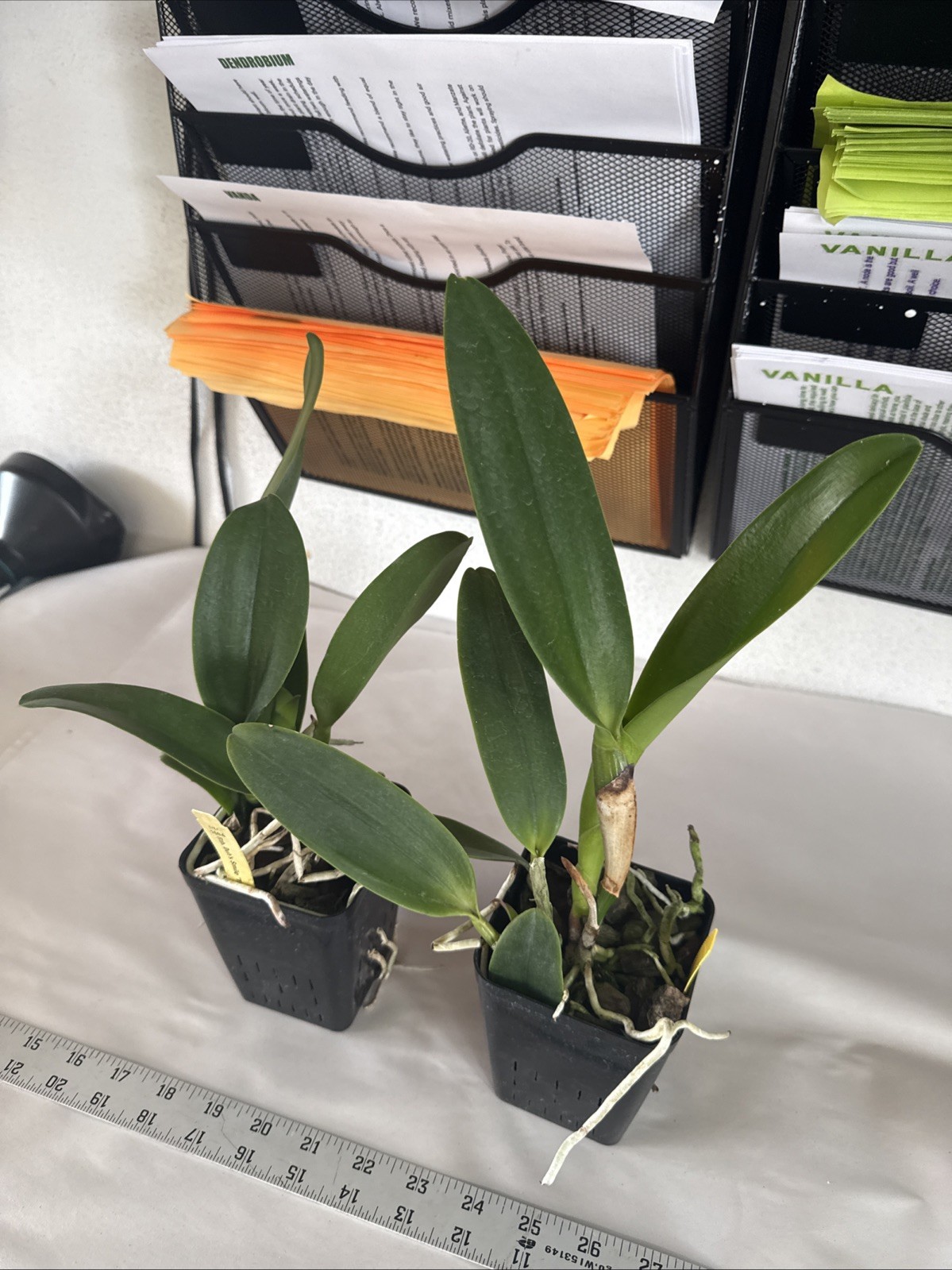 Rhyncholaeliocattleya Hsinying Williette ‘#14’ Cattleya Orchid plant BS 4.5”