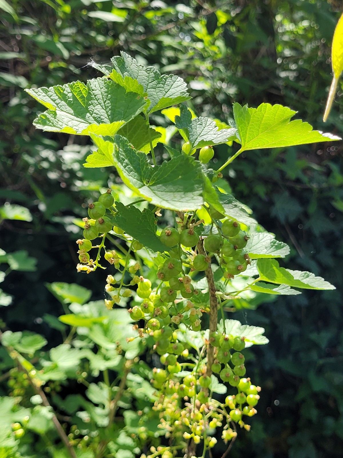6 Pink Currant Gloire de Sablons Fresh Cuttings Unrooted 6″-9″ Zones 3-8 Hardy