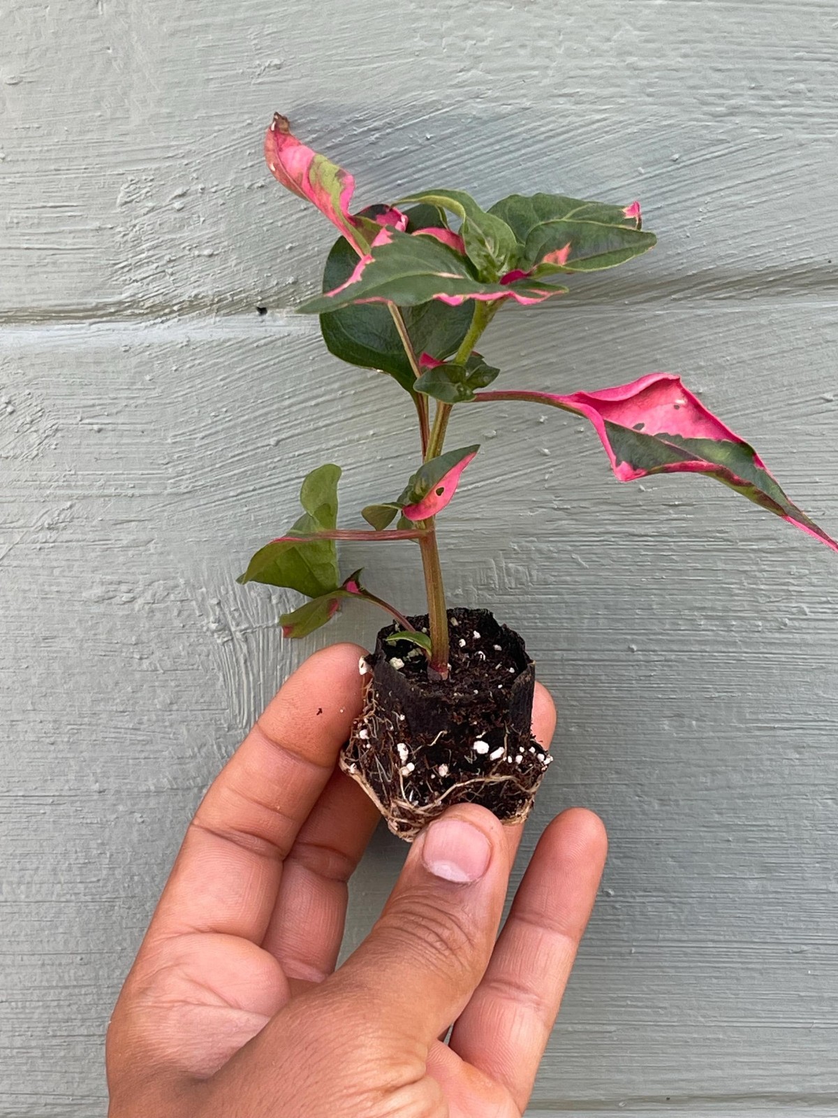 Alternanthera Party Time Plant Pink Variegated Ornamental Live Houseplant 2 Pack