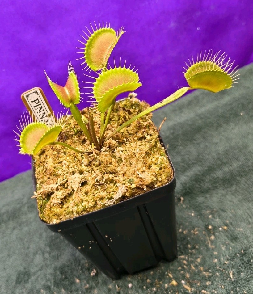Venus Flytrap PINNACLE Large Carnivorous Plant