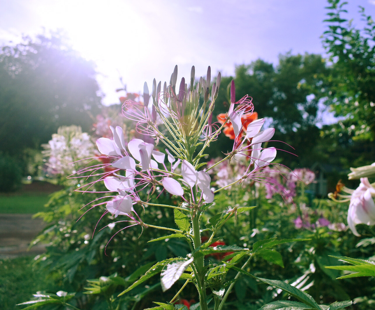 150+ Fresh Spider Flower (Giant Queen Cleome) Seeds. Mix Color. US Seller