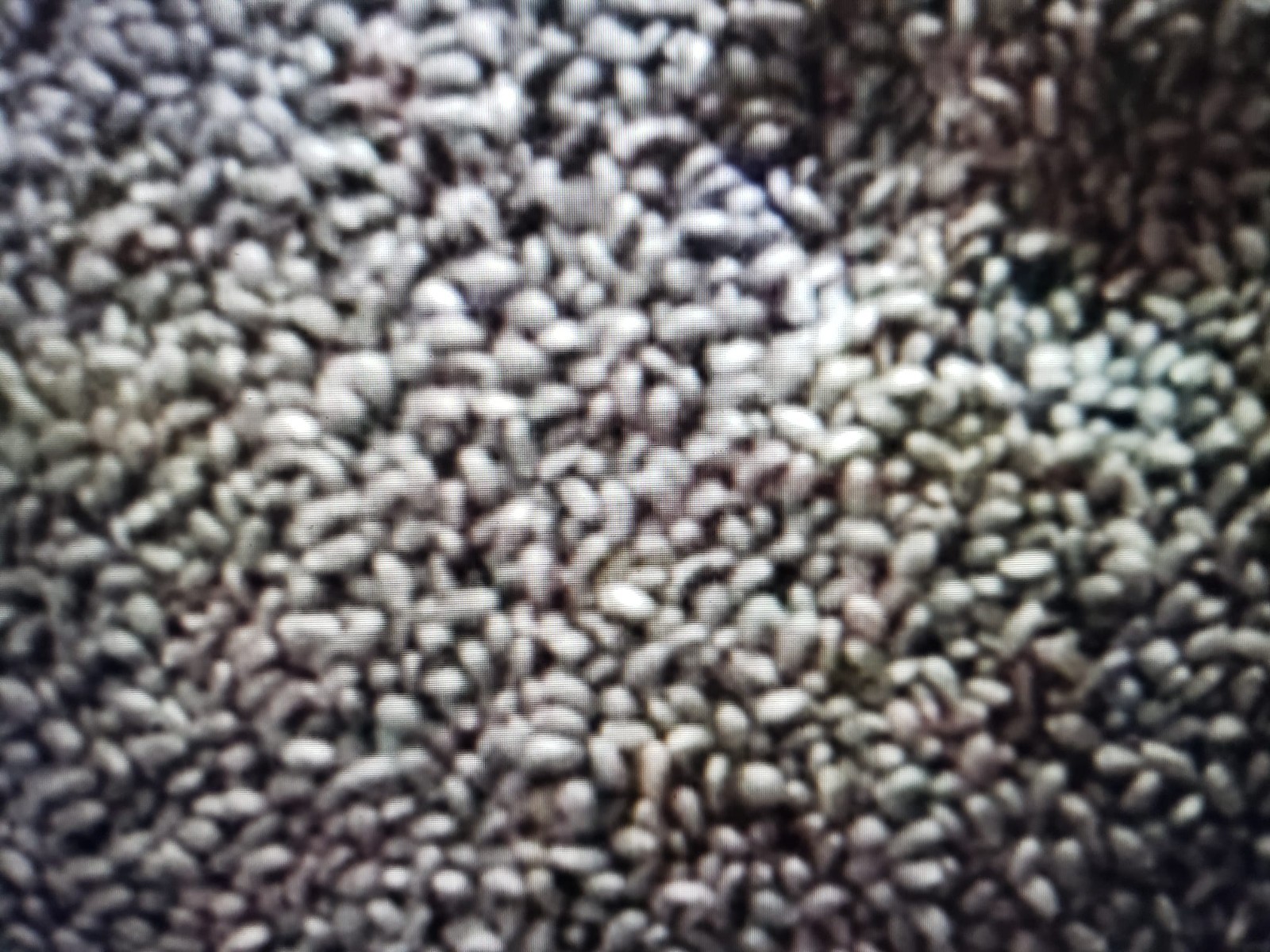 Holy RAM TULSI BASIL SEEDS 250 GREEN LEAF HERB garden FREE SHIPPING USA seller