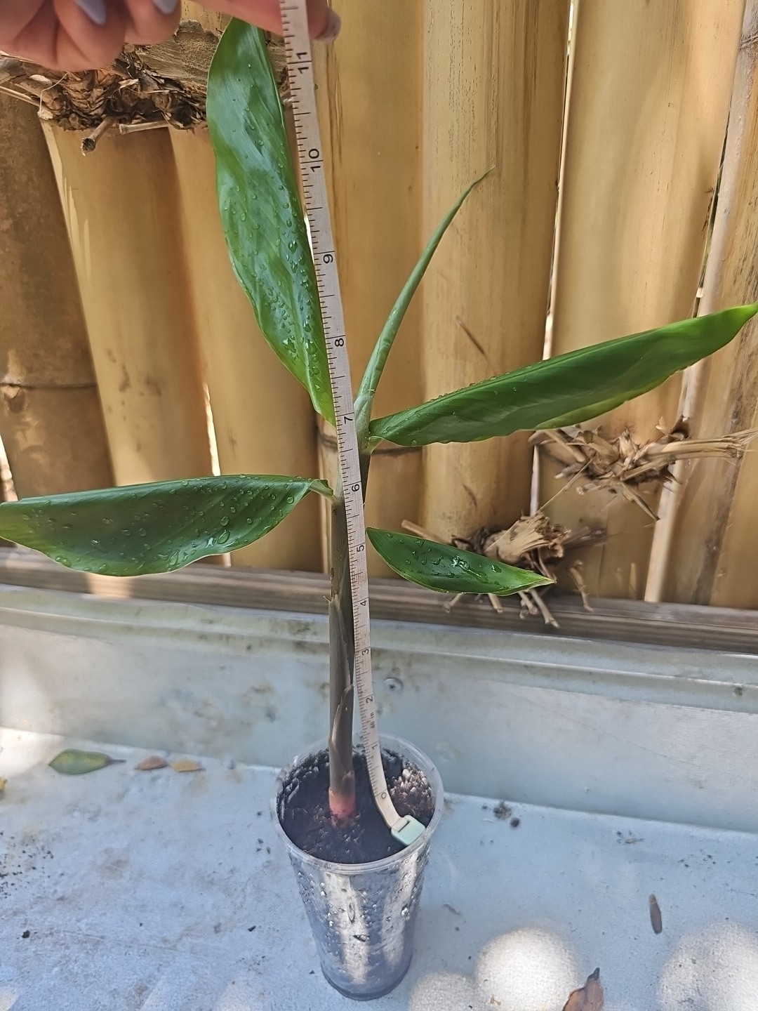 SHAMPOO Ginger PINK Zingiber zerumbet Edible NOT RHIZOME LIVE PLANT 8-10″