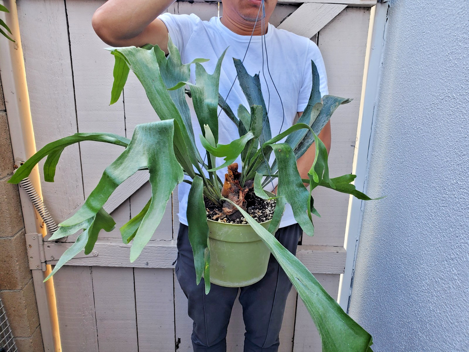 Platycerium bifurcatum Dutch Staghorn Fern Plant