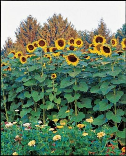 AMERICAN GIANT SUNFLOWER Seed, A skyscraper for gardens. 8′-17′, flower 10″-12″