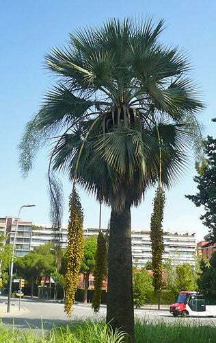 Brahea armata | Blue Hesper Palm | Gray Goddess | 5 Seeds