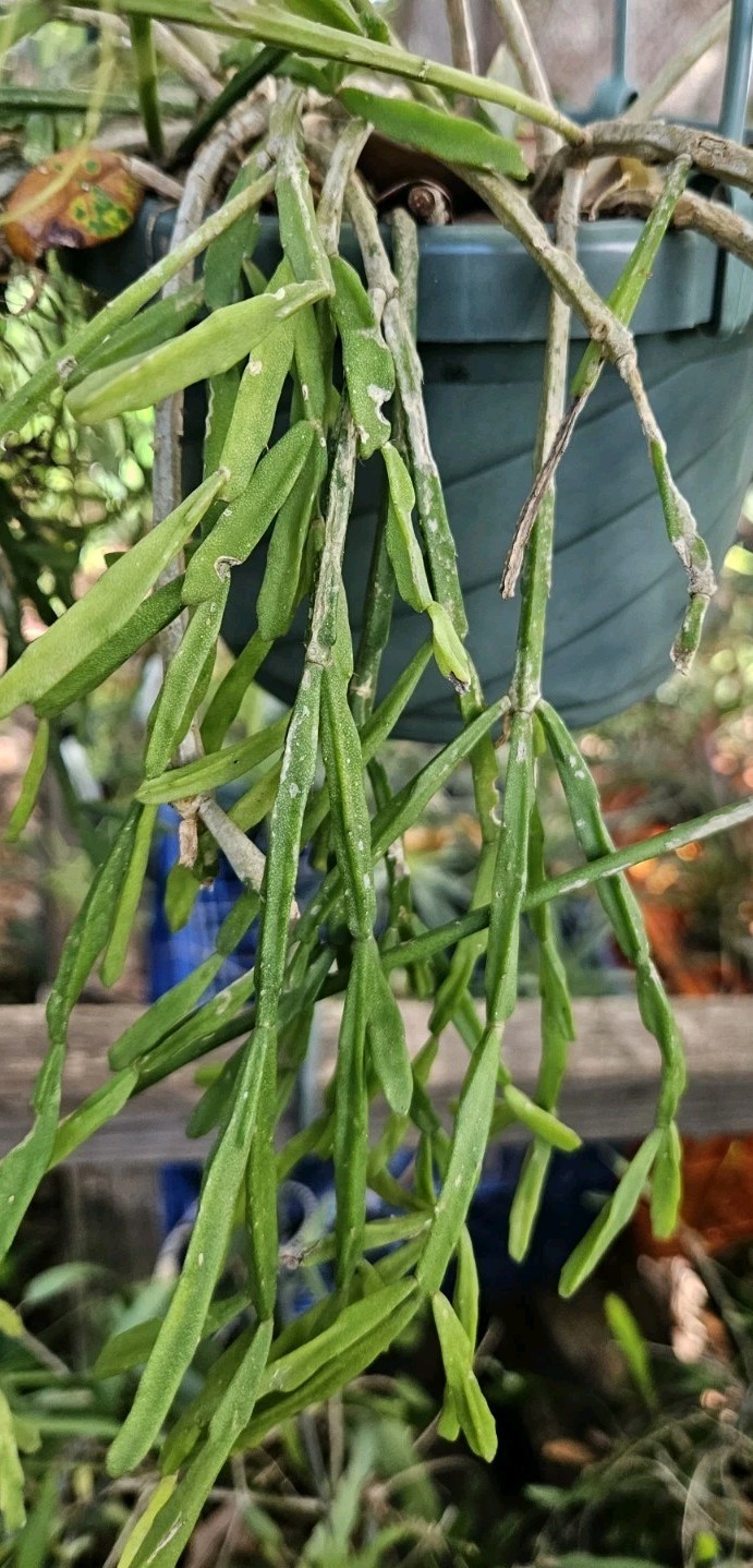 Rhipsalis sulcata-five cuttings/4 inches each-Yellow/White Flowers/Branching