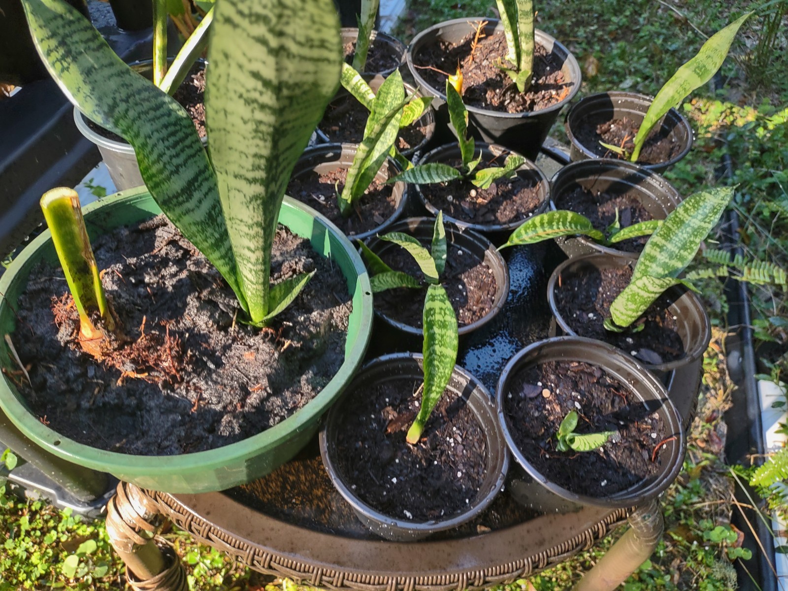 Sansevieria trifasciata ‘Zeylanica’ (Snake Plant) – Four Inch Pot Starter