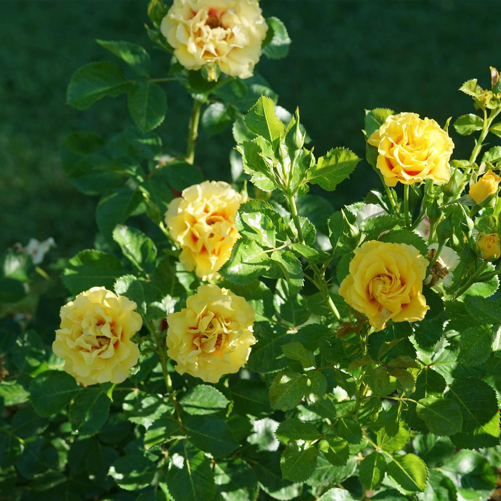 Proven Winners 2 Gal. Rise Up Ringo Climbing Rose Shrub