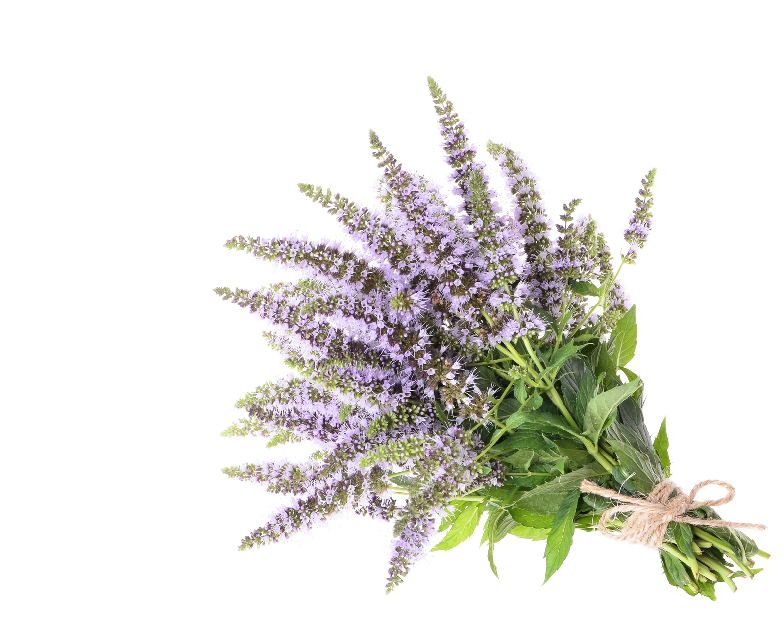 500 SPEARMINT (English Mint) Mentha Spicata Herb Flower Seeds