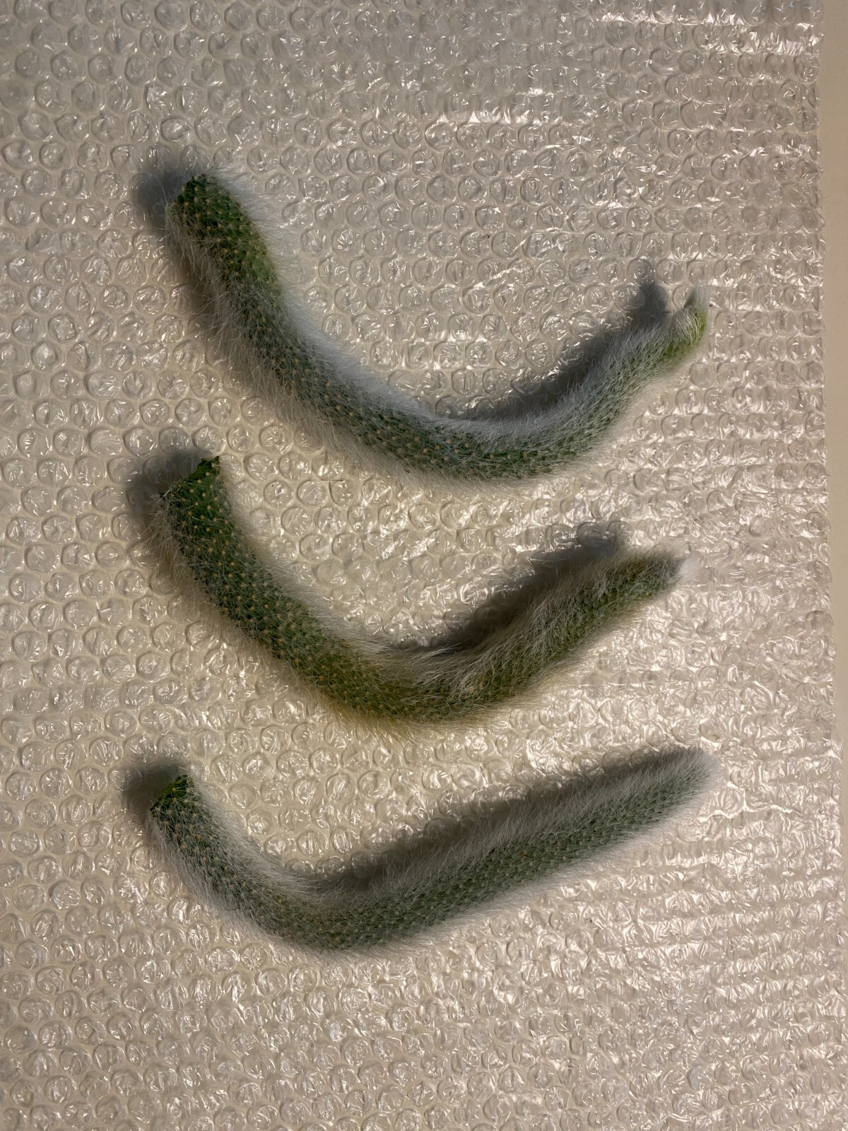 Monkey Tail Cactus Succulent Plant Cutting 8″ (End Cutting)
