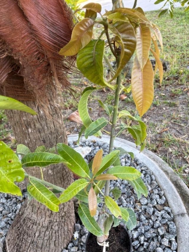 14 MO CARRIE MANGO TREE GRAFTED (MANGIFERA INDICA)