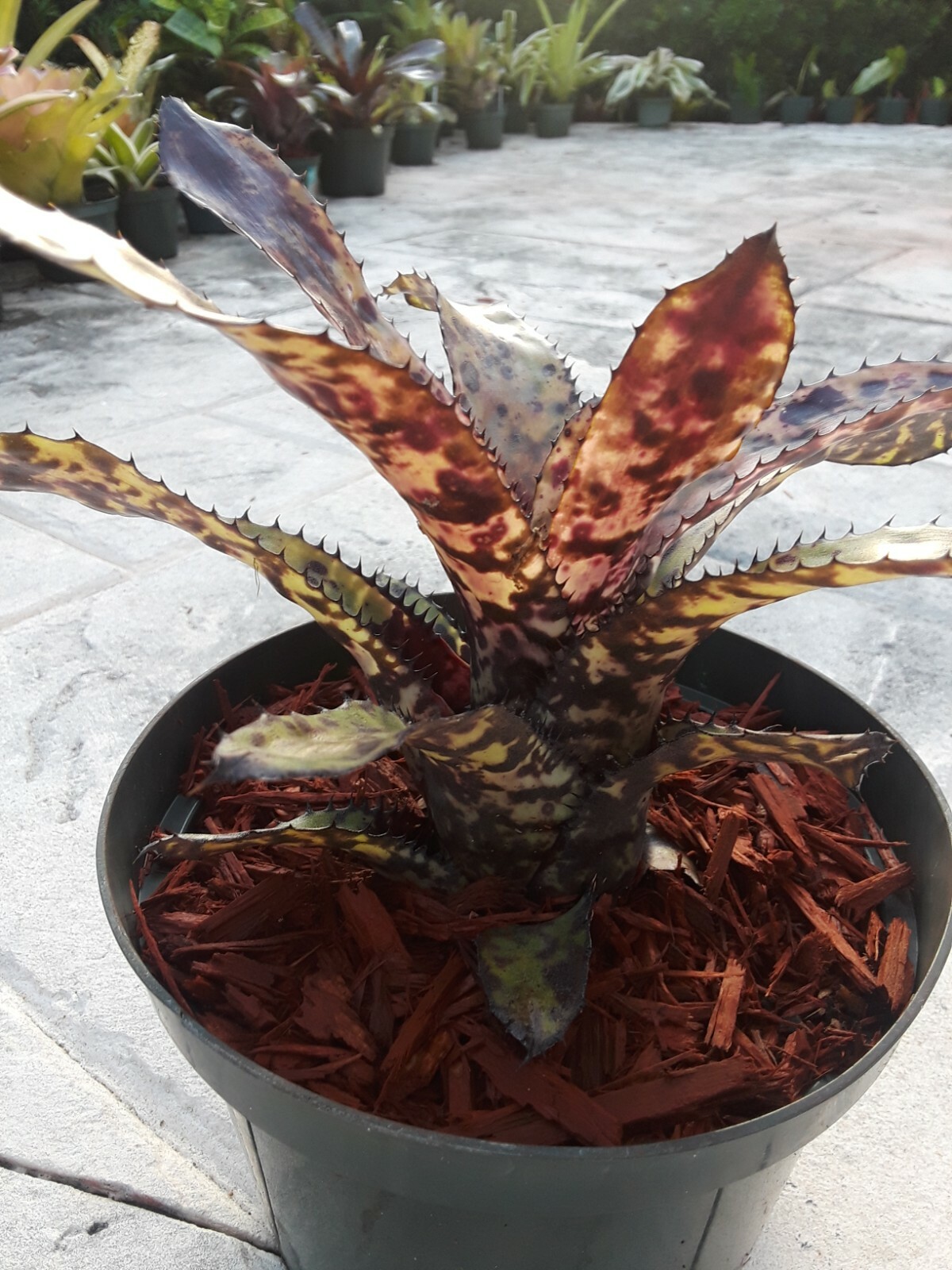 Aechmea ORLANDIANA DARK FORM Bromeliad one tropical plant *MEDIUM*