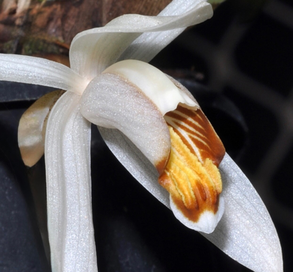 RARE FIND SPECIMEN COELOGYNE SWANIANA ORCHID SPECIES FRAGRANT FLOWERS !