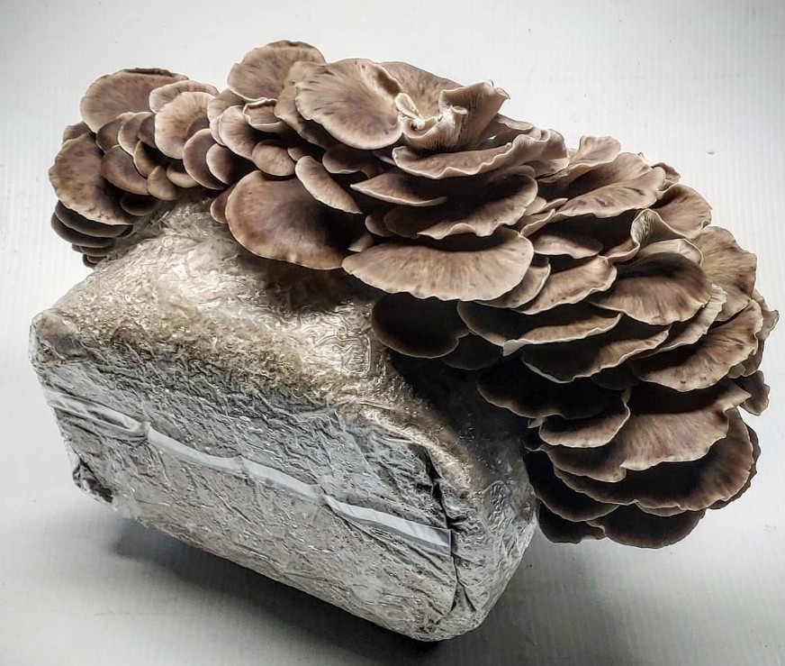 Cold weather Italian Oyster Mushroom 10cc Liquid Culture Organic Mushroom