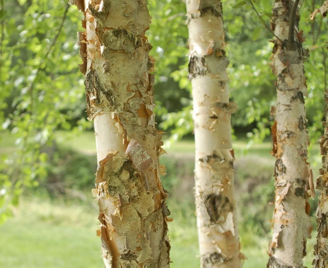 River Birch Live Tree – 12-18″ Tall – 1 Quart Pot – Deciduous Tree – Zones 4-9