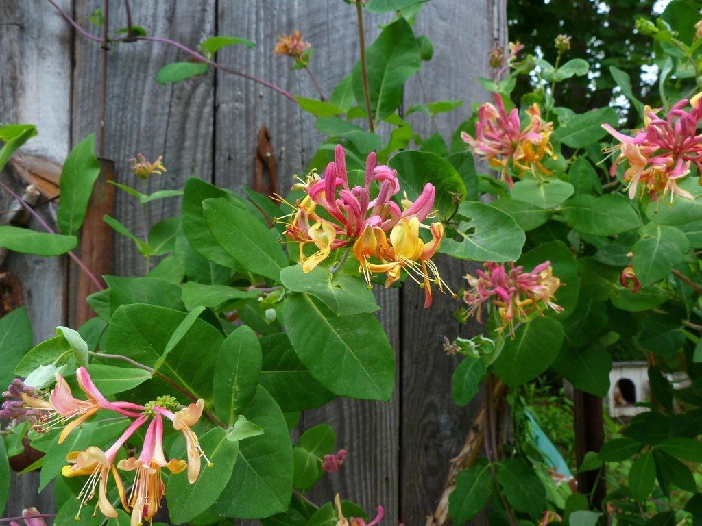 ~CANDY SWIRL~Lonicera Honeysuckle Vine~Rooted Starter Plant ~HUMMINGBIRD HEAVEN!