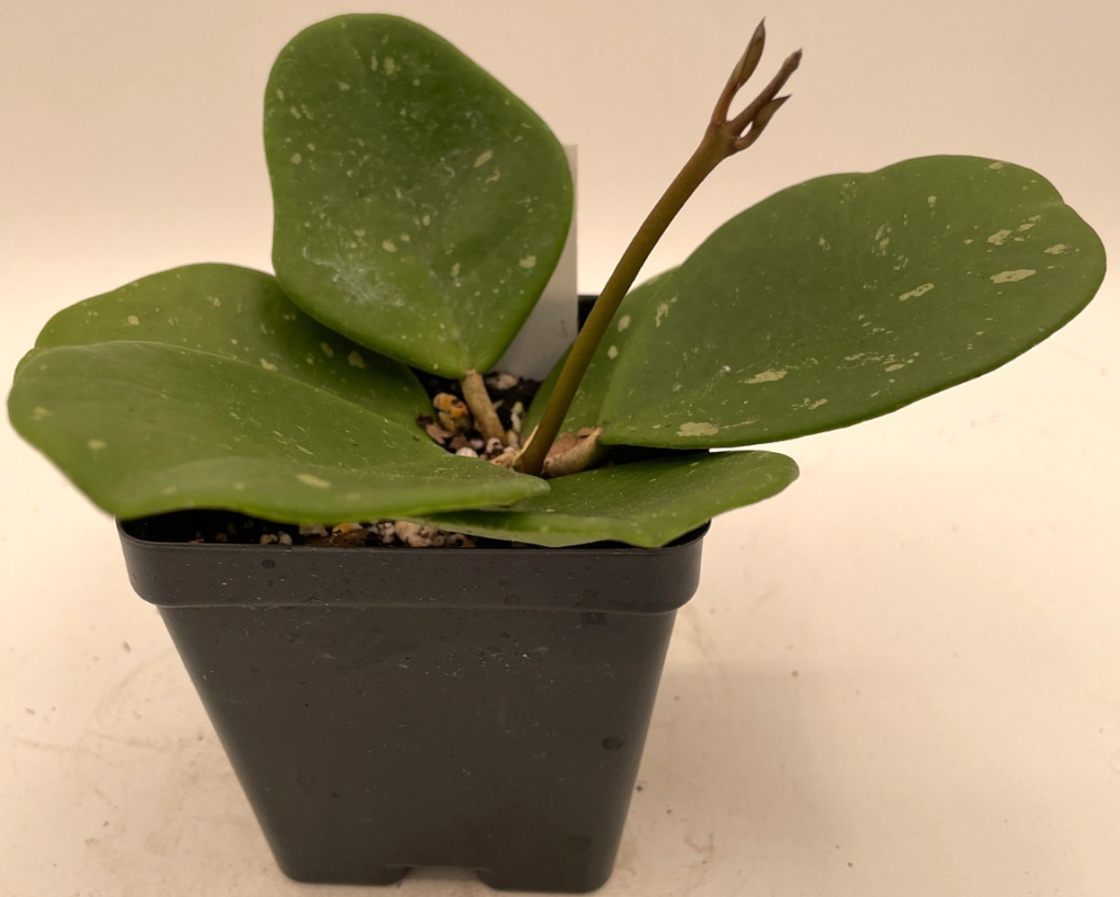 Hoya obovata Splash Leaves Fully Rooted Grown In 3.5″ pot – Very Healthy!