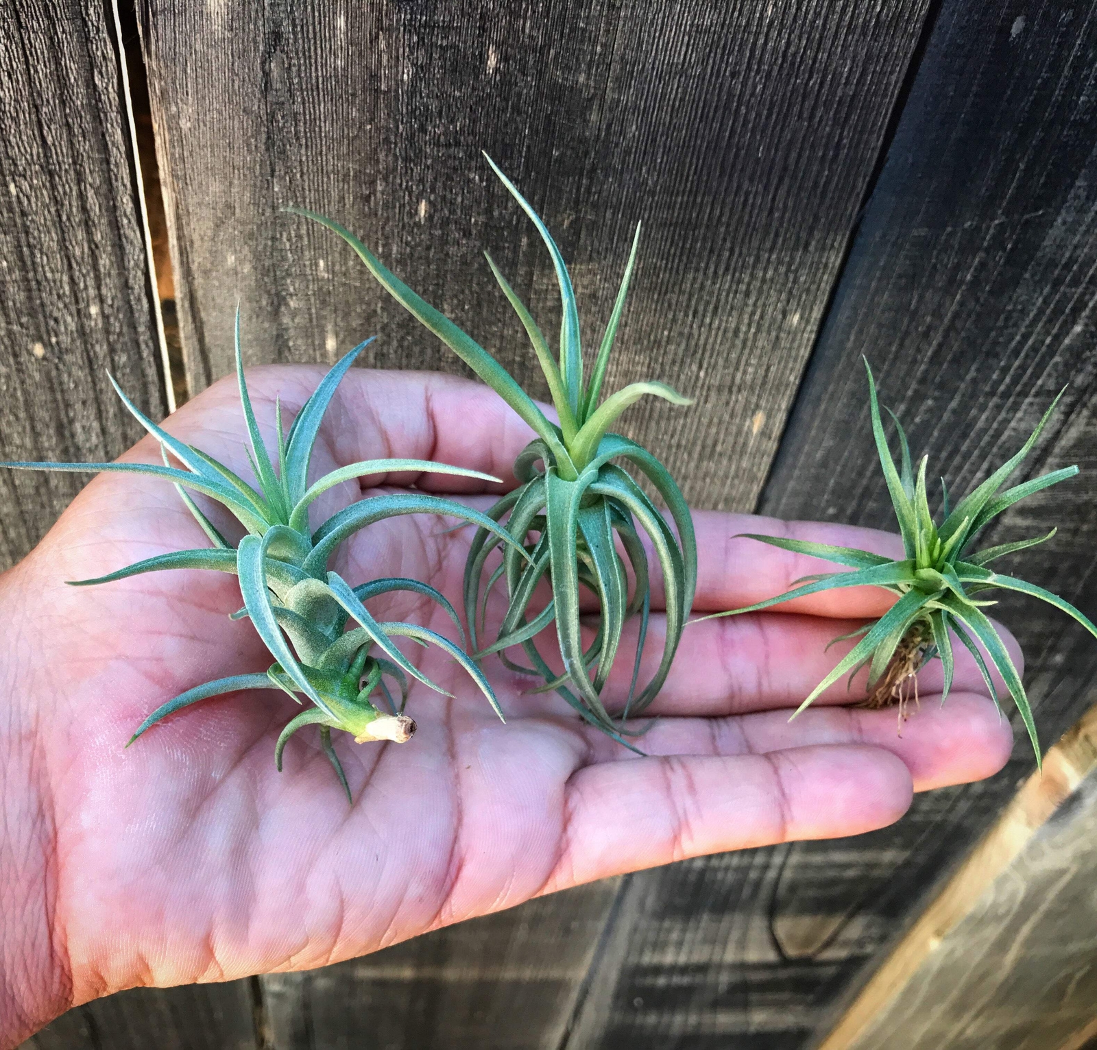 Aeranthos / Bergeri Easy Care Air Plant *Beginner Friendly Species*