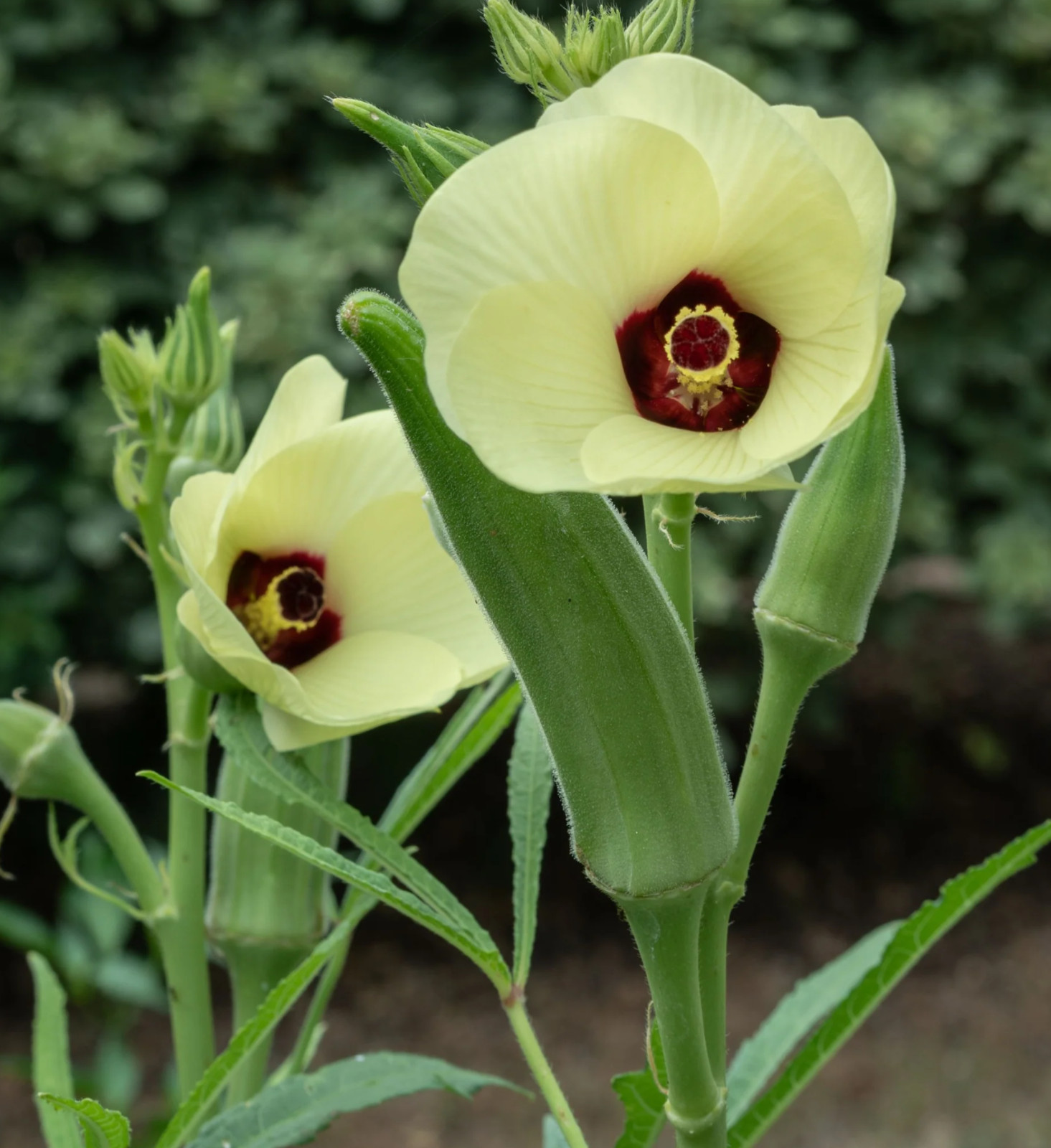 Emerald Okra Seeds | Heirloom & Non-GMO | Fresh Vegetable Seeds