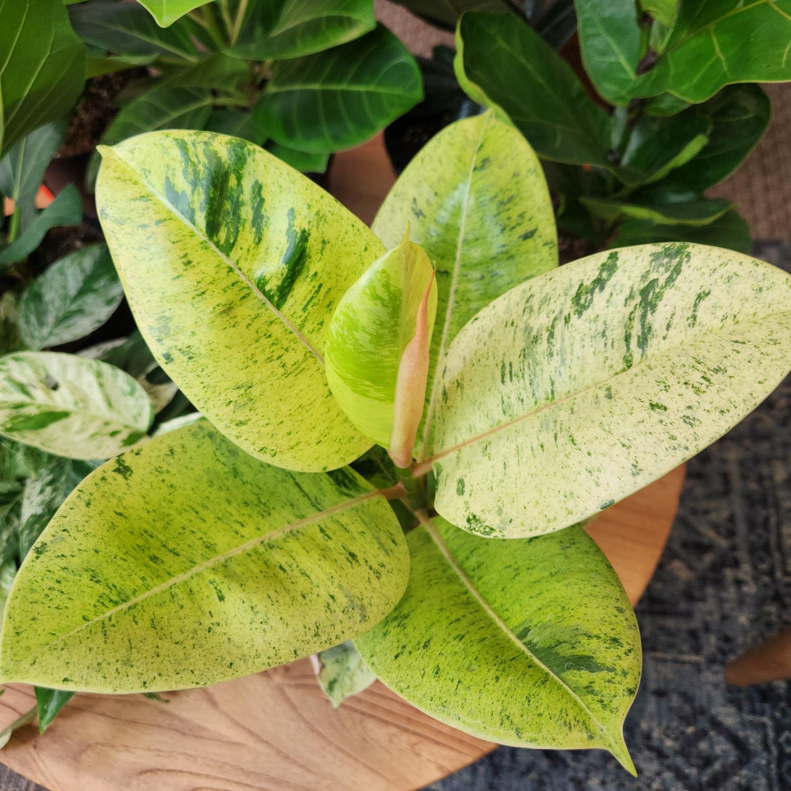 Ficus Shivereana Moonshine Rare Rubber Trees Unique Live Houseplant Decor In 6