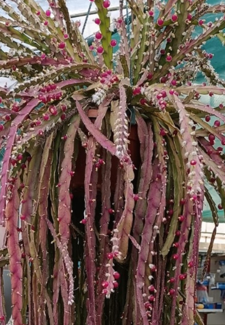 “Rhipsalis Cactus” Lepismium Cruciforme Rooted Cuttings In 2 “Pot