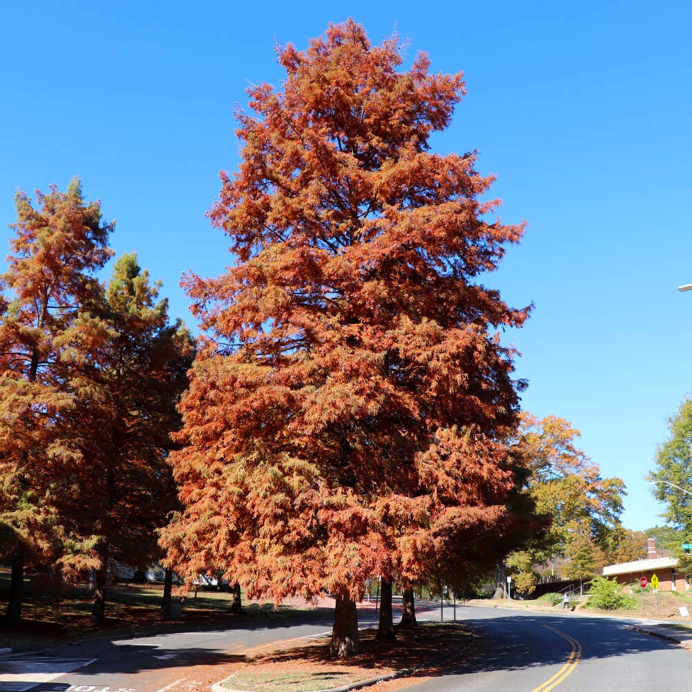 Dawn Redwood Tree Seeds (Metasequoia glyptostroboides) Fast Hardy Bonsai Plant