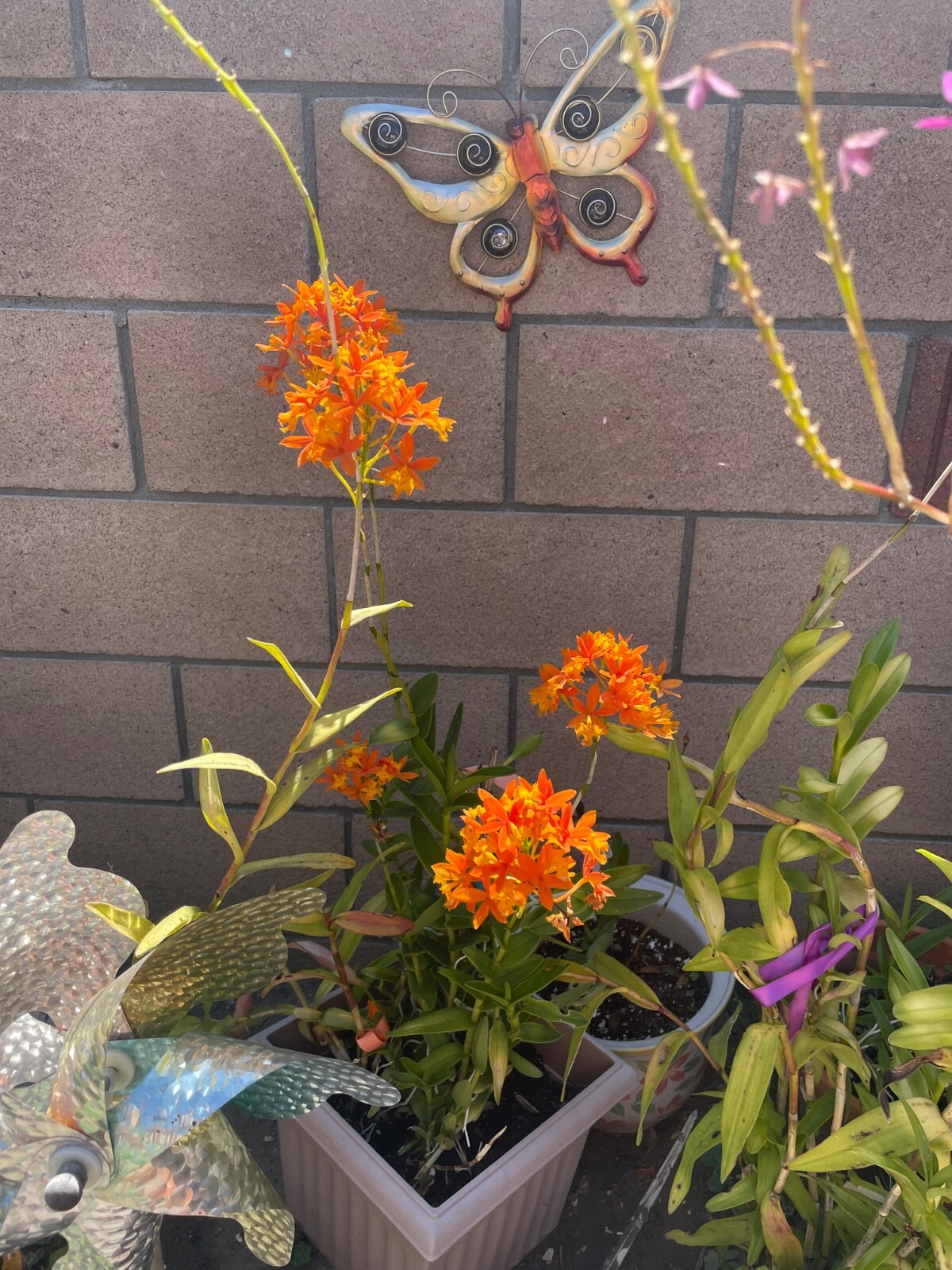 Epidemdrum plants