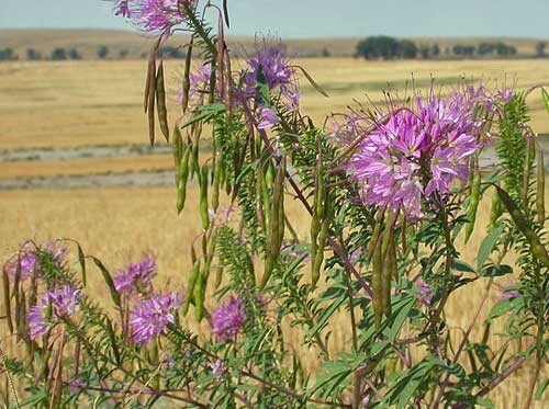 Cleome serrulata | Rocky Mountain Bee Plant | 50 Seeds