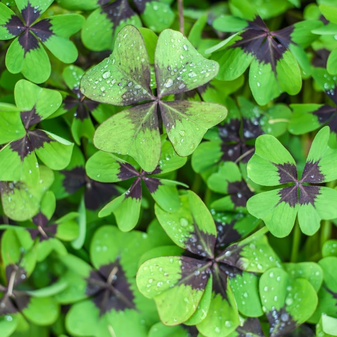 Fast Growing Iron Cross Shamrock Bulbs – Year Round Indoor/Outdoor Color (10 Pac