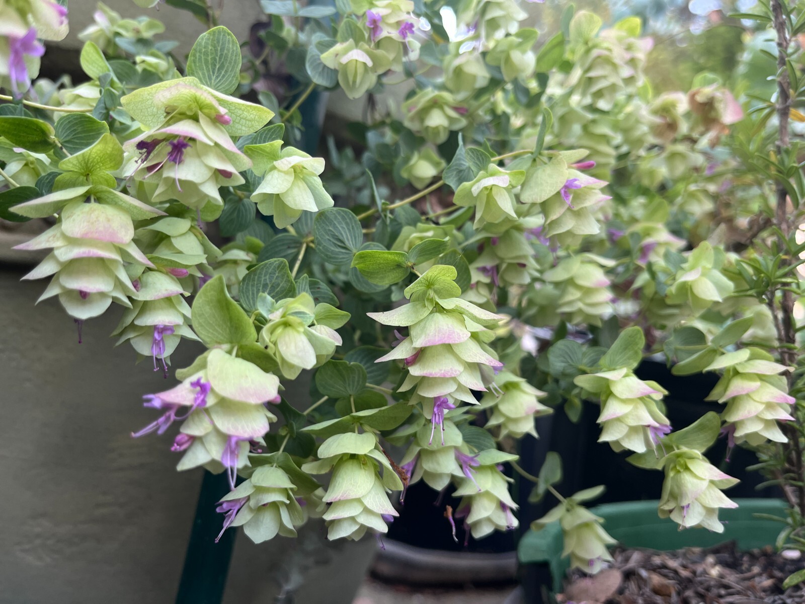 Origanum Kent Beauty, Ornamental Cascade Oregano Herb Plant, Well-rooted Plug