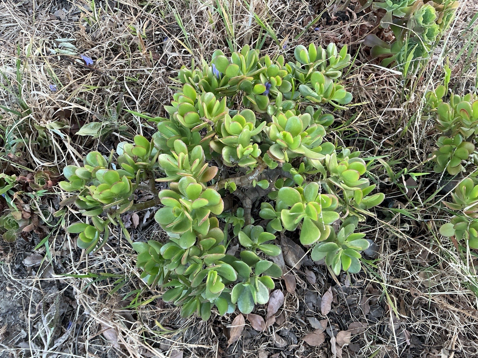 Healthy lush green Crassula Ovata Jade Plant cluster, Rooted 18” tall with roots