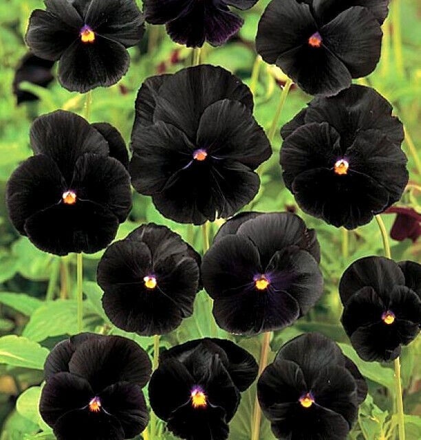 Black Devil Pansy 20 seeds~Beautiful~unique color~great for flowerbed accents