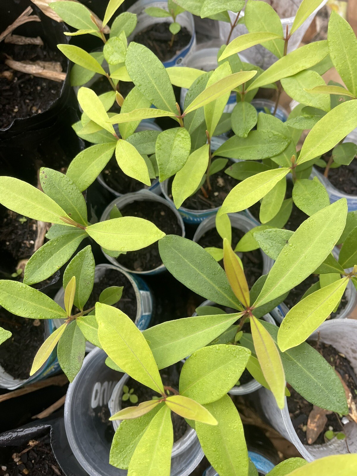 Black Java Plum (syzygium cumini) fruit tree 3 “-6”Live Plant / Cây Trái Trâm