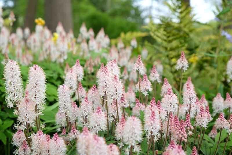 10 Foam Flower Bare Root Tiarella cordifolia
