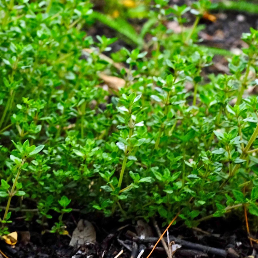 2 Live English Thyme Plants – 3–6″ Tall – Aromatic Culinary Herb – Ships No Pot