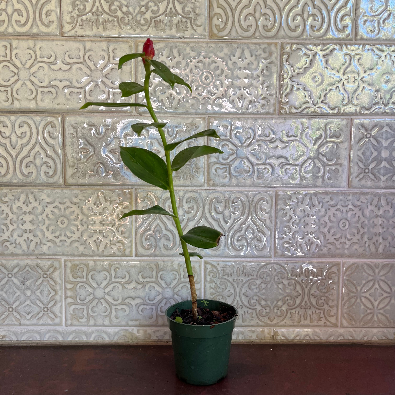 Red Button Ginger – FREE SHIPPING – Costus Woodsonii- 12″- 16″ Tall Plant