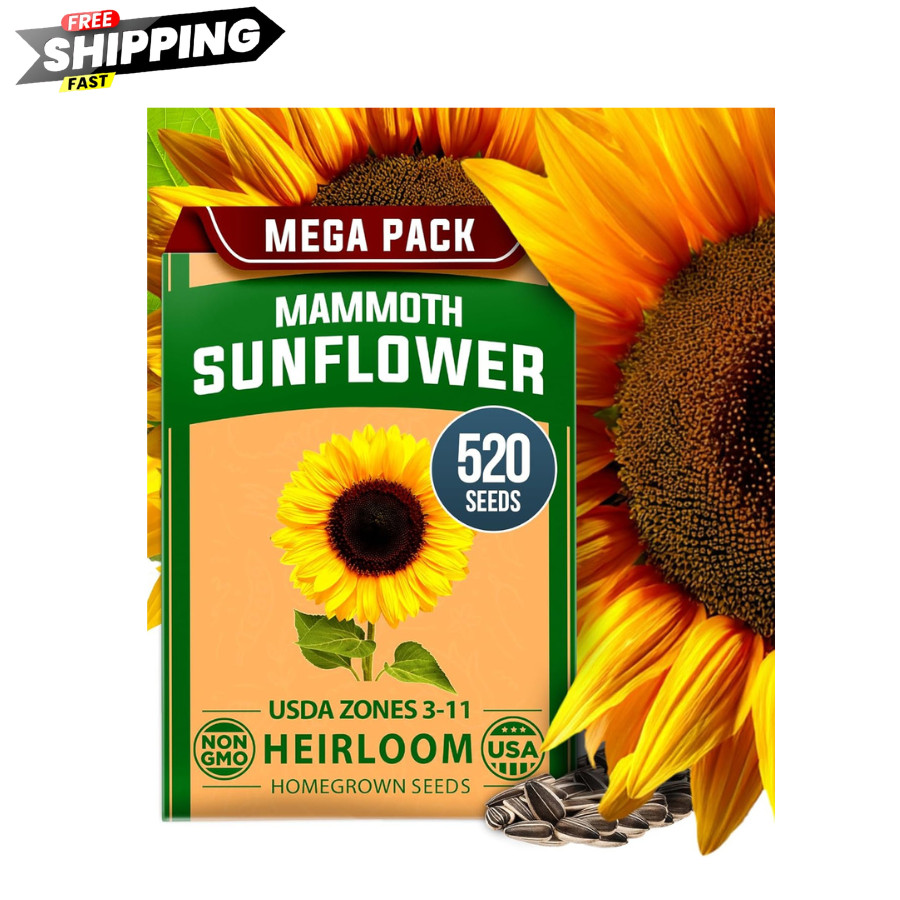 Mammoth Sunflower Seeds 520+ Giant for Planting Bulk Packet Heirloom HOME GROWN