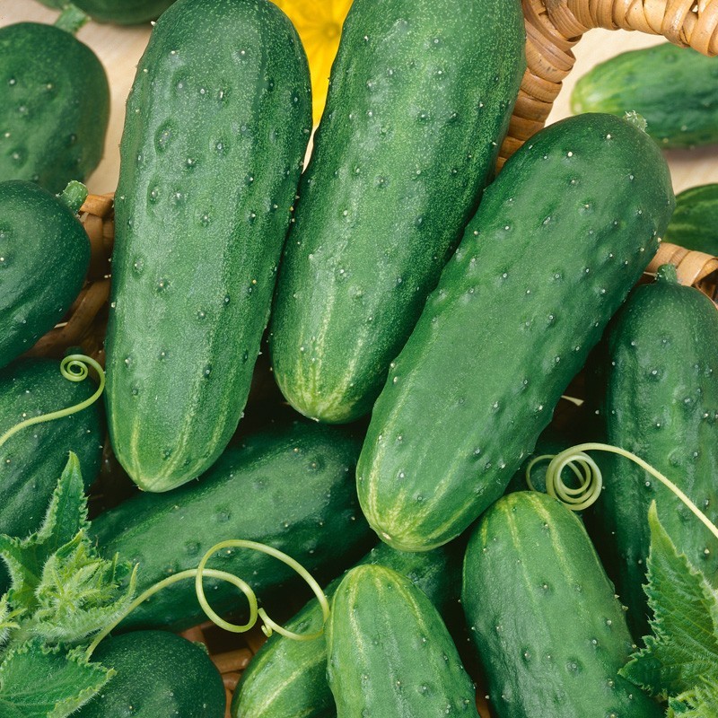 Homemade Pickles Cucumber Seeds, NON-GMO, Heirloom, Variety Sizes, FREE SHIPPING
