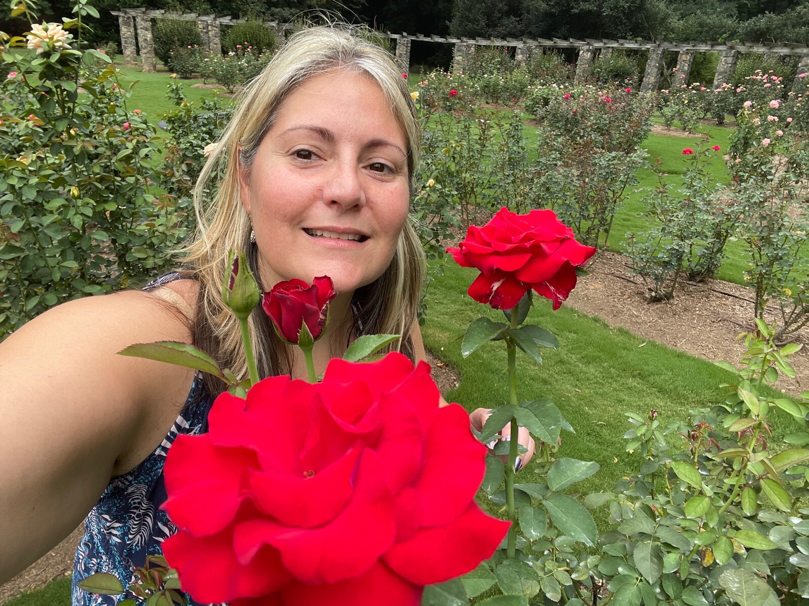 20 EXOTIC RARE ROSE SEEDS home garden flower plant bush diy sun Rosas hybrid tea
