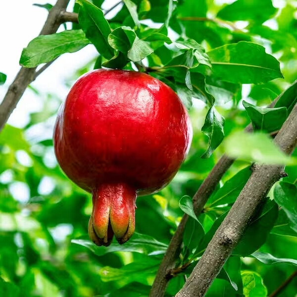 Pomegranate Tree Seeds (Punica granatum) “Apple of Granata Fruit” Shrub NON GMO