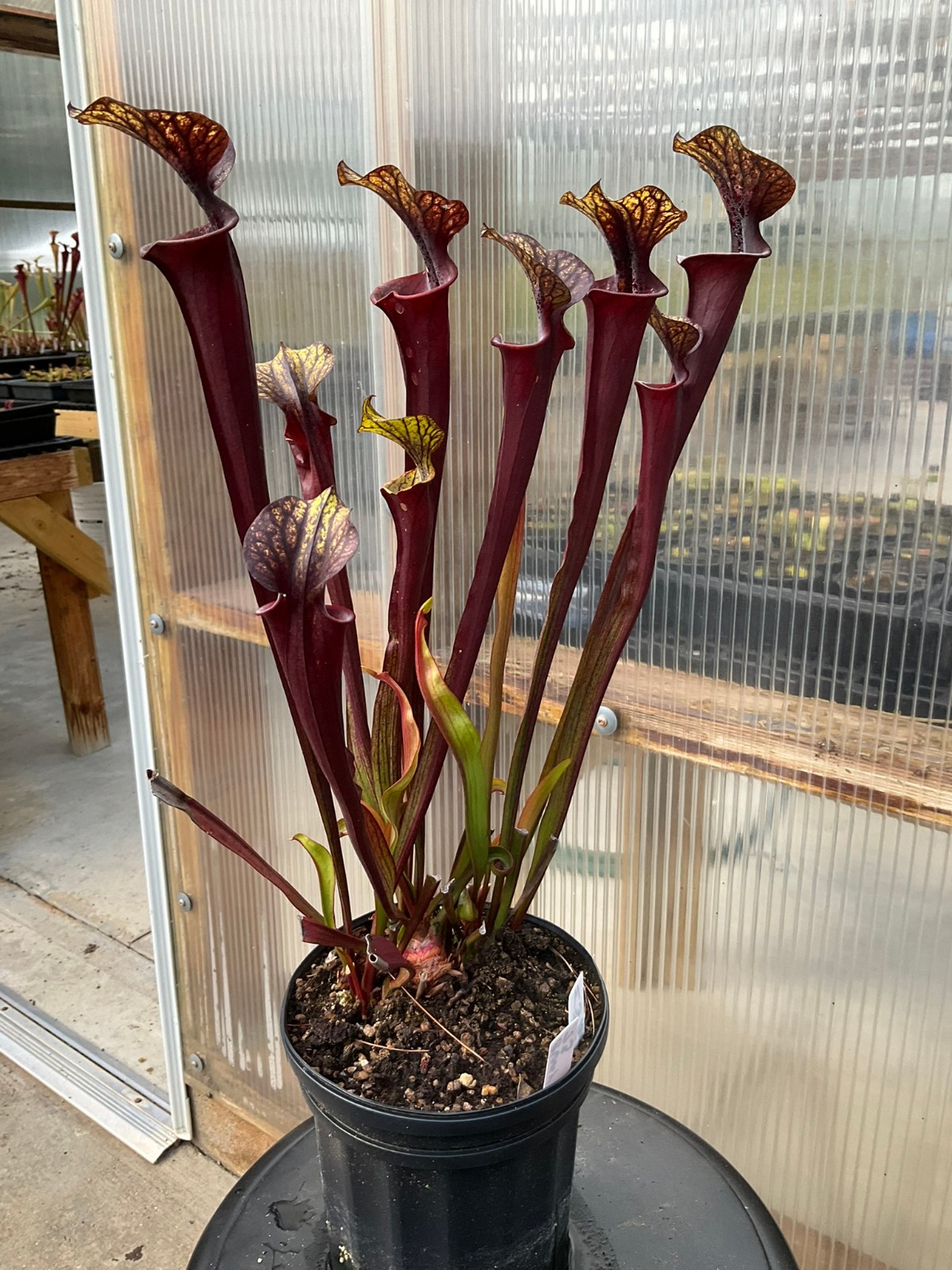 Sarracenia flava cuprea x flava rubricorpora OP, Gallon Exact Plant, Big GP