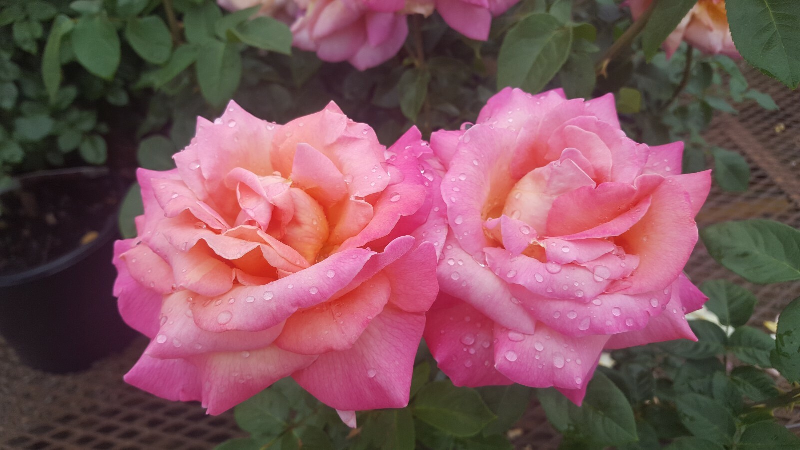 Broadway Rose 2 Gal Golden Yellow Pink Live Bush Plants Hybrid Tea Plant Roses