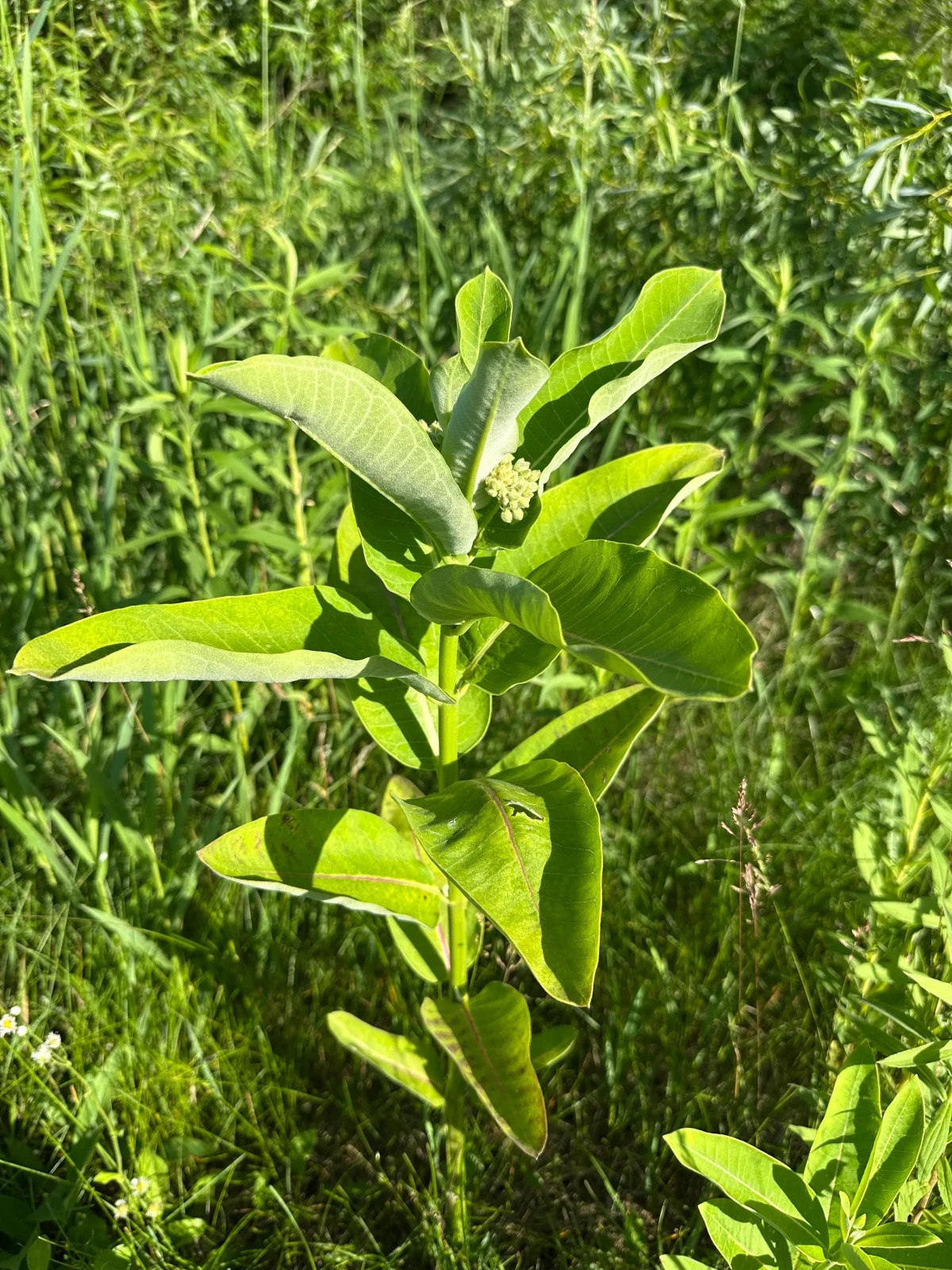 Milk weed leaves- monarch butterfly