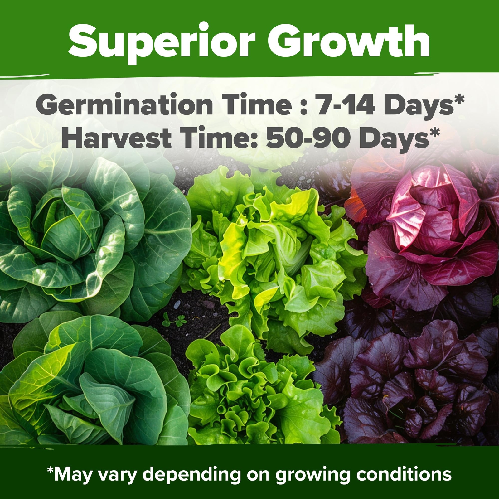 5,000+ Heirloom Lettuce Seeds for Planting Indoors – 95% Germination, Non-GMO…